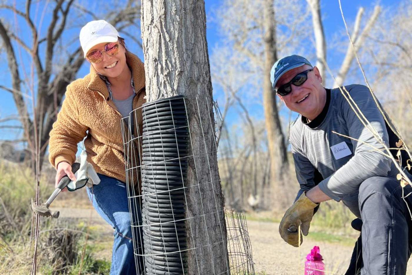 2 volunteers cage a cottonwood