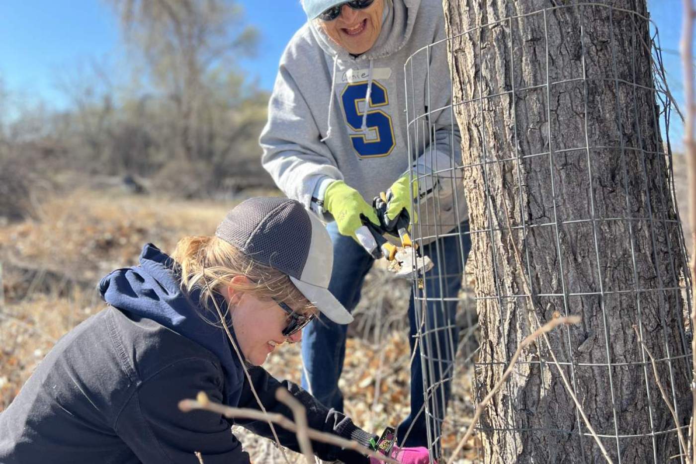 2 volunteers cage a cottonwood