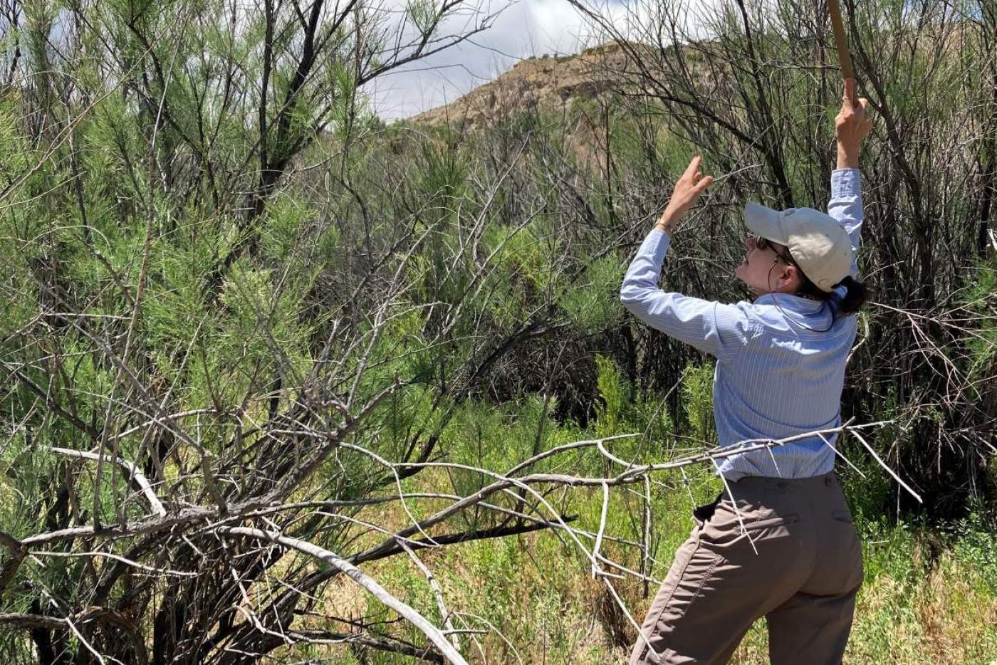 woman uses sweep net on tamarisk plant to collect beetles