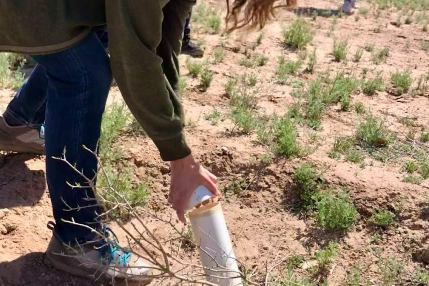 woman places tube in ground