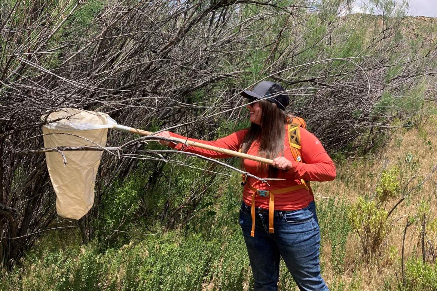 woman uses sweep net on tamarisk plant to collect beetles