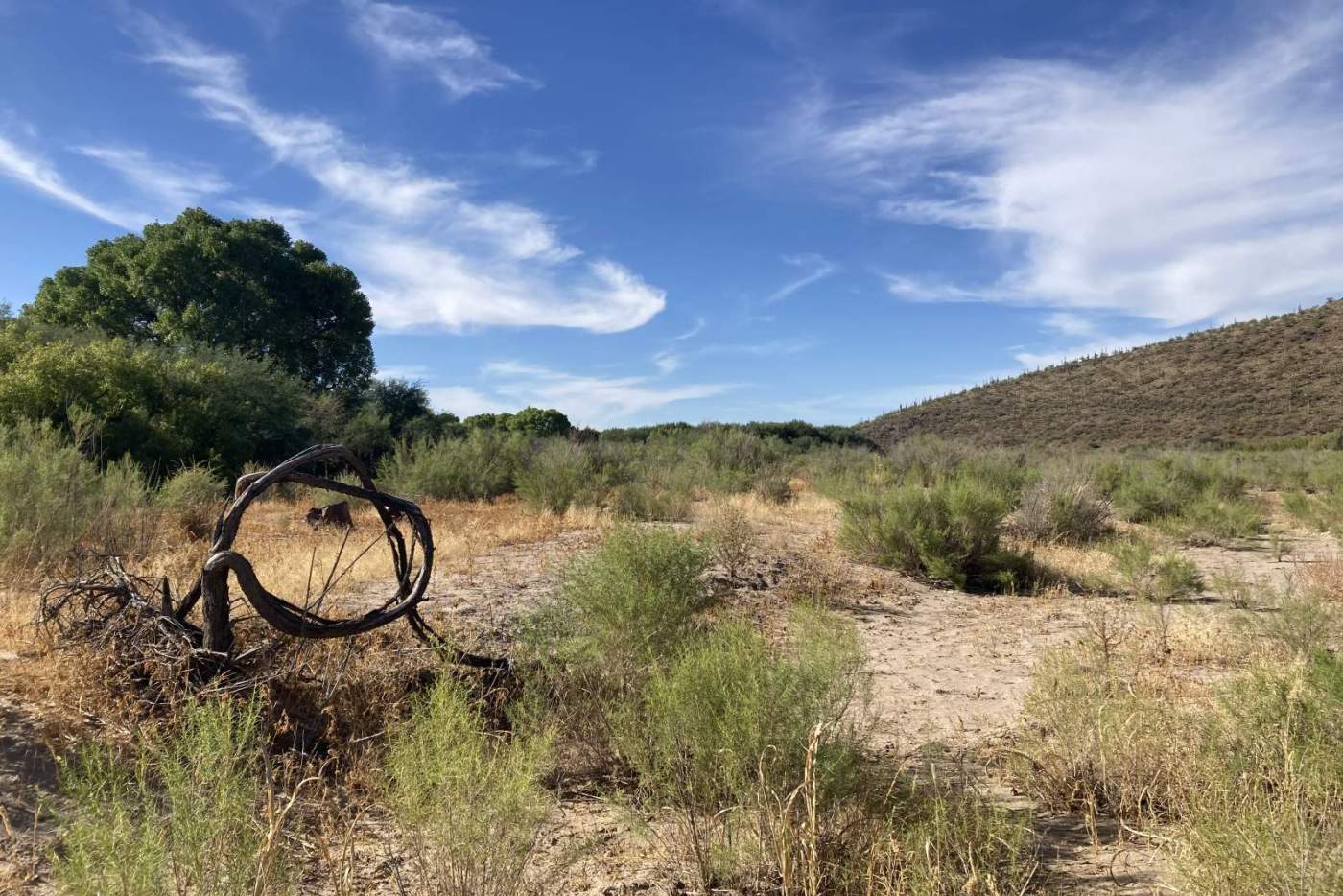 riverbed landscape in Tucson