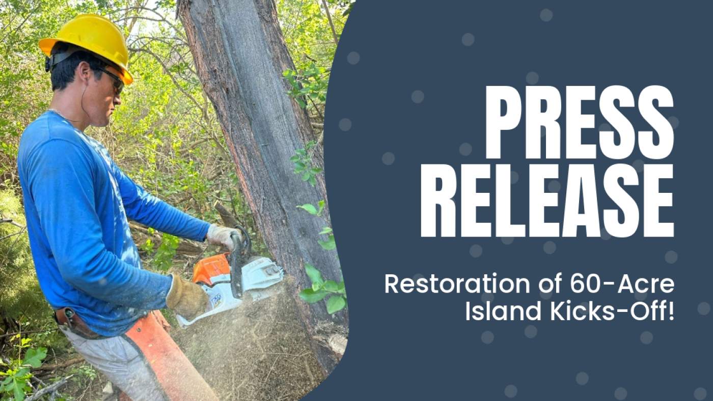 Press release banner over image of man in hard hat using chainsaw to cut down a tree