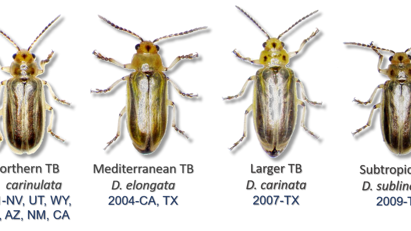 Different types of tamarisk beetles