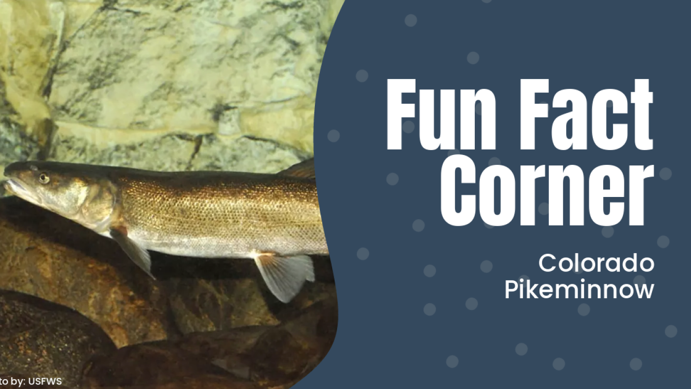 photo of Colorado pikeminnow (fish) with Fun Fact Corner banner