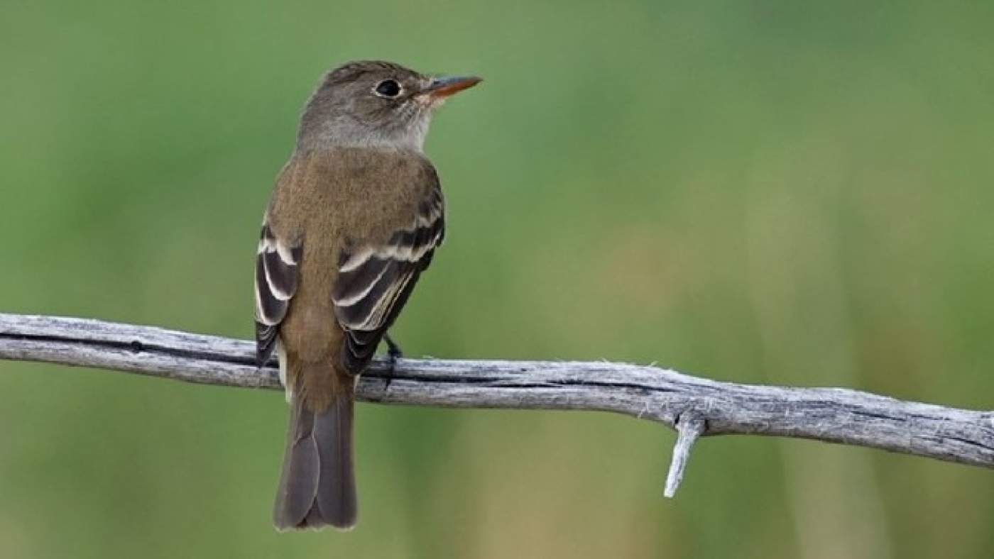 willow flycatcher sitting on a branch